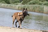 MALINOIS 445